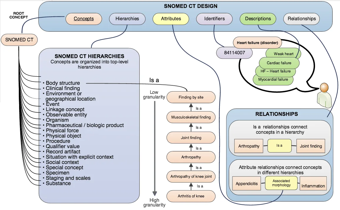 SNOMED CT